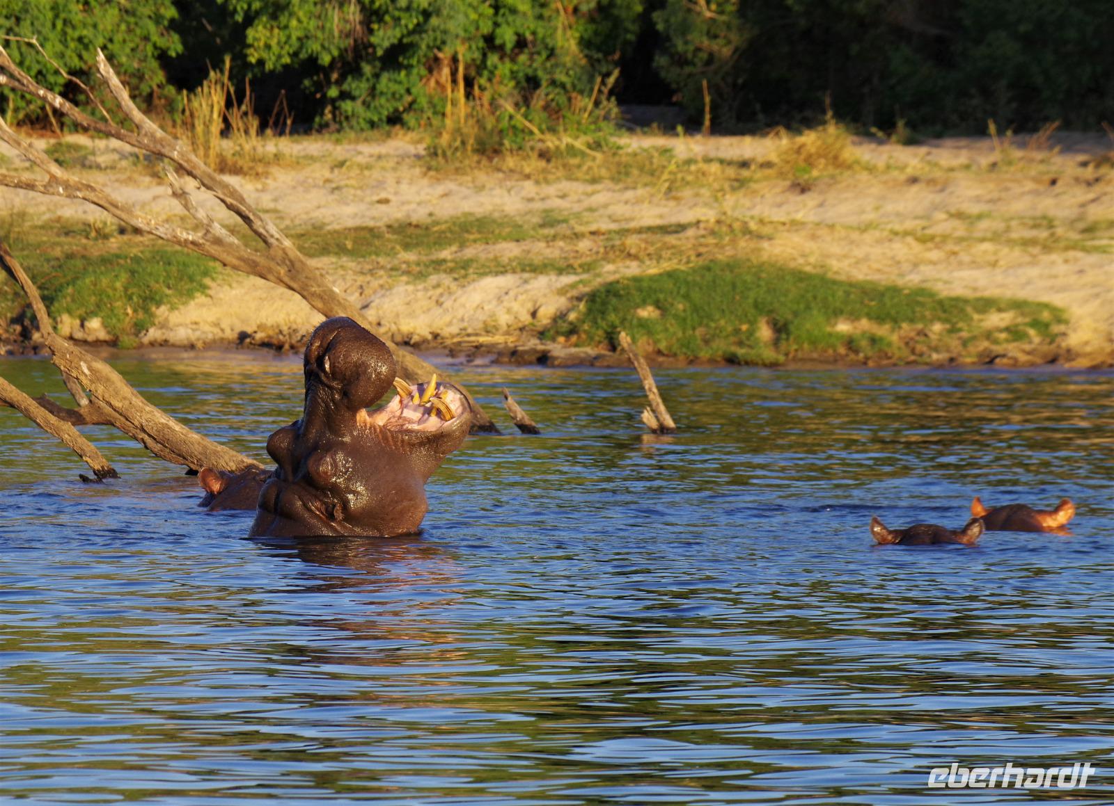 Bootsfahrt auf dem Zambezi