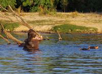 Bootsfahrt auf dem Zambezi