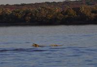 Bootsfahrt auf dem Zambezi