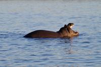 Bootsfahrt auf dem Zambezi