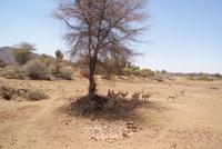 Mount Etjo Lodge (3)