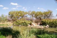 Mount Etjo Lodge (7)