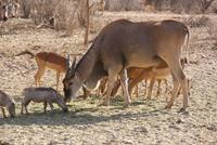 Eland Antilope