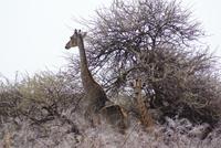 Jeepsafari Etosha Park