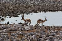 Jeepsafari Etosha Park.