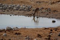 Jeepsafari Etosha Park. (2)