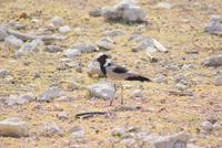 Jeepsafari Etosha Park. (4)