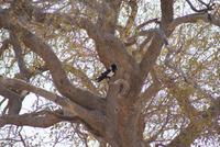Jeepsafari Etosha Park. (5)