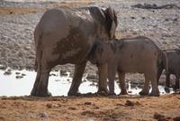 Jeepsafari Etosha Park. (8)