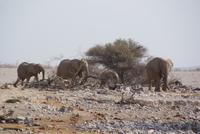 Jeepsafari Etosha Park. (9)