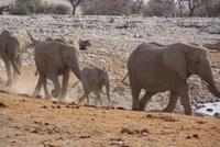 Jeepsafari Etosha Park. (10)