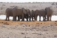 Jeepsafari Etosha Park. (11)