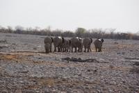 Jeepsafari Etosha Park. (12)