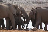 Jeepsafari Etosha Park. (13)