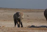 Jeepsafari Etosha Park. (14)