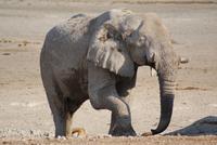 Jeepsafari Etosha Park. (15)