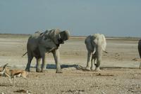 Jeepsafari Etosha Park. (16)