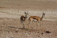 Jeepsafari Etosha Park. (17)