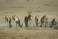 Jeepsafari Etosha Park. (18)