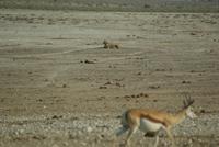 Jeepsafari Etosha Park. (19)