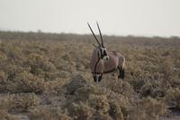 Oryx Antilope
