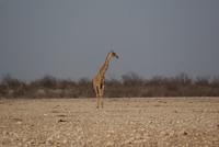 Jeepsafari Etosha Park. (20)