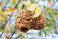 Webervogelnest