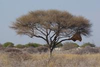 Akazie mit Webervogelnest