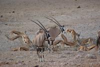 Etosha Nationalpark (16)