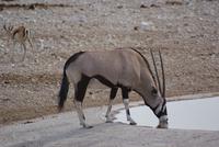 Etosha Nationalpark (15)