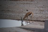 Etosha Nationalpark (13)