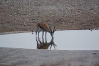Etosha Nationalpark (11)