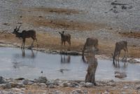 Etosha Nationalpark (9)