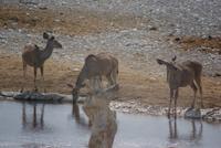 Etosha Nationalpark (7)