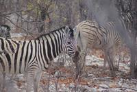 Etosha Nationalpark (8)