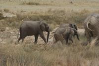Etosha Nationalpark (21)