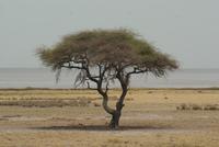 Etosha Nationalpark (29)