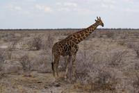 Etosha Nationalpark (33)
