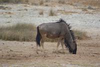 Etosha Nationalpark (34)