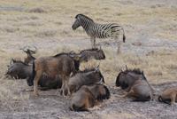 Gnus und Zebra