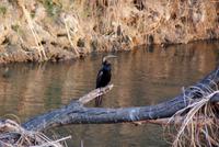 Bootssafari. Kavango (7)