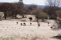 Bwabwata NP Schutzzone (19)