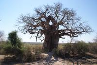 Baobab Baum