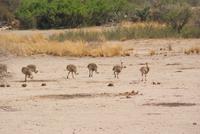 Straußenkinder