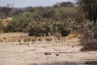 Straußenfamilie (2)