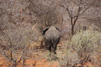 Elefant beim Rückug