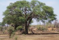 Bwabwata NP Schutzzone (20)