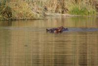 Bootsfahrt auf dem Kwando (2)
