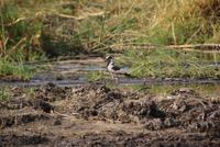 Bootsfahrt auf dem Kwando (6)