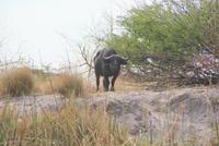 Bootsfahrt auf dem Kwando (8)